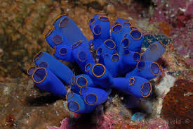 blue sea squirt
